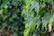 Photograph of a background vines with green leaves.