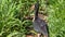 Photograph of a Bare-faced ibis.