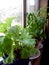 Photograph of Basil Plants Growing in Windowsill