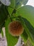 A photograph of beautiful circular flower  with leaves