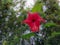 A photograph of beautiful hybiscus flower  in the garden