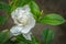 A photograph of a beautiful white gardenia flower with dark green leaves