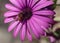 photograph of bee full of pollen resting on a daisy