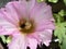 Photograph of a bee working on a mallow flower