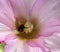 Photograph of a bee working on a mallow flower