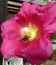 Photograph of a bee working on a mallow flower