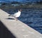 Photograph birds seagulls sitting on the granite parapet of the embankment on the background of blue water.