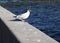 Photograph birds seagulls sitting on the granite parapet of the embankment on the background of blue water.