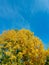 Photograph blue sky summer autumn season poplar tree green yellow colors leaves