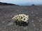 Photograph of a bouquet of daisies in the middle of the rocky expanse of Mount Etna from the path on the volcano