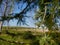 photograph of the branches of a pine tree with the background out of focus