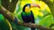 A Photograph: Capture the vibrant essence of a Keel-Billed Toucan