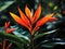 The photograph captures the Heliconia in its natural habitat, surrounded by a verdant tapestry of tropical foliage.