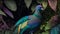 A Photograph capturing the ethereal allure of a Nicobar Pigeon