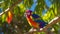A Photograph capturing the iridescent plumage of a Rainbow Lorikeet