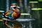 A photograph capturing the opulent plumage of a Mandarin Duck on calm water