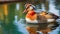 A photograph capturing the opulent plumage of a Mandarin Duck in water