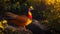 A Photograph capturing the resplendent display of a Golden Pheasant