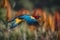 A Photograph capturing vibrant avian plumage in masterful flight,