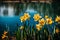 A Photograph capturing vibrant daffodils gracefully swaying beside a serene lake