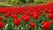 A photograph capturing the vibrant harmony of a red tulip garden