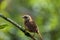 A photograph of a Carolina Wren perched on a branch against a blurred green background.