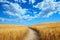 A photograph of a clear path winding through a vast field of ripe wheat, with a vibrant blue sky overhead, A romantic path winding