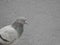 Photograph of a Closeup Pigeon or Dove. We see that head and its neck. The pigeon is in profile