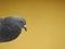 Photograph of a Closeup Pigeon or Dove. We see that head and its neck. The pigeon is in profile