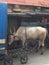 Photograph of cow taken on the streets of Mumbai, India