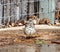 A photograph of a curved bill thrasher bathing in a sprinkler