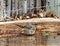 A photograph of a curved bill thrasher bathing in a sprinkler