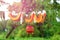 Photograph of dahi handi on gokulashtami festival in india , which is Lord Shri Krishna`s birth day