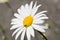 Photograph of a Daisy blooming in the yard, taken using a macro lens.