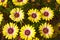 photograph with daisy flower daylight in two colors yellow and lilac