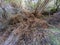 Photograph of a dead vine on a tree on King Island in Tasmania