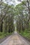 Photograph of a dirt road running through a large forest