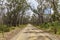 Photograph of a dirt road running through a large forest