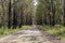 Photograph of a dirt road running through a large forest