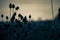 Photograph of dried plants silhouetted against a dark night sky