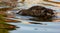 photograph of a duck on a watercourse near treviso, on the sile river along the restera.