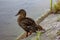 photograph of a duck on a watercourse near treviso, on the sile river along the restera.