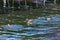 Photograph of Ducks paddling in the water at the Manapouri Boat Club in New Zealand