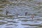Photograph of Ducks paddling in the water at the Manapouri Boat Club in New Zealand