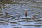 Photograph of Ducks paddling in the water at the Manapouri Boat Club in New Zealand