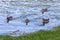 Photograph of Ducks paddling in the water at the Manapouri Boat Club in New Zealand