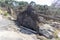 Photograph of fallen trees in Yarramundi Reserve in regional Australia