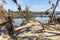 Photograph of fallen trees in Yarramundi Reserve in regional Australia