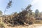 Photograph of fallen trees in Yarramundi Reserve in regional Australia