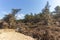 Photograph of fallen trees in Yarramundi Reserve in regional Australia